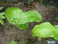 Bat Flower / Tacca integrifolia